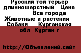Русский той-терьер длинношерстный › Цена ­ 7 000 - Все города Животные и растения » Собаки   . Курганская обл.,Курган г.